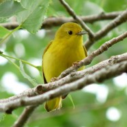 Yellow Warblers Migrating
