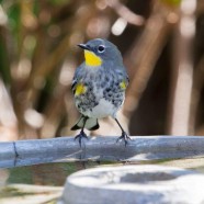 The Art of Backyard Bird Photography Continues