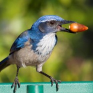 “The Art of Backyard Bird Photography” Ending!