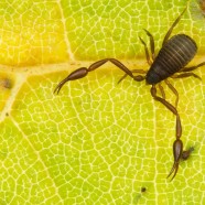 Pseudoscorpions in y(our) homes