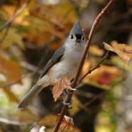 Tufted Titmouse and the fall