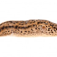 Leopard Slug (Limax maximus) by Twan Leenders