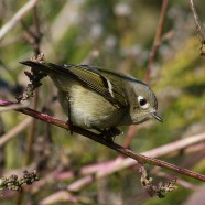 Kinglets and post-frontal migrants