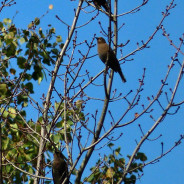 Rusty Blackbird Blitz 2016 Update