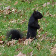 Black Squirrel (actually melanistic Eastern Gray Squirrel, Sciurus carolinensis)