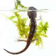 Blue-spotted Salamander (Ambystoma laterale) by Twan Leenders