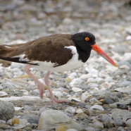 RTPI & Audubon Alliance for Coastal Waterbirds