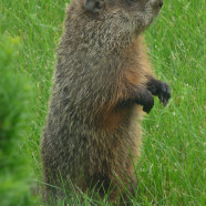 Groundhog (Marmota monax) by Scott Kruitbosch