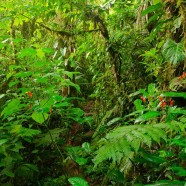 Rara Avis Rainforest Preserve