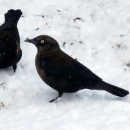 Rusty Blackbird Blitz Begins