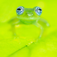 Ghost Glass Frog (Sachatamia ilex) by Twan Leenders