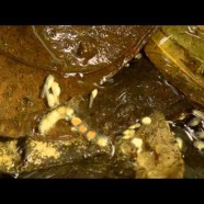 Limosa Harlequin Frog (Atelopus limosus) eggs and tadpoles by Twan Leenders