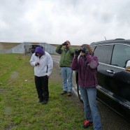 Surveying grassland birds