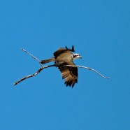 Osprey (Pandion haliaetus) by Scott Kruitbosch