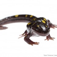 Spotted Salamander (Ambystoma maculatum) by Sean Graesser