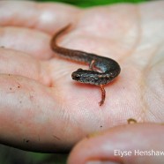 Four toes, white belly, must be a: Four Toed Salamander!