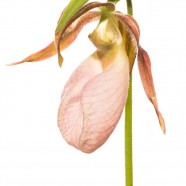 Pink Lady Slipper Orchids (Cypripedium acaule)