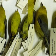 RTPI’s avian archives