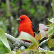 Scarlet Tanagers video and photos