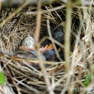 Dark-eyed Junco (Junco hyemalis) nest