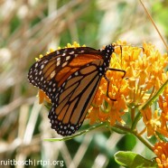 Monarch butterfly (Danaus plexippus)