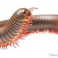 Common Eastern Millipede up close