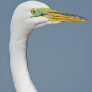Great Egret up close