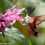 Hummingbird Clearwing Moth (Hemaris thysbe) feeding