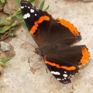 Red Admiral butterfly and neonicotinoids