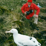 Roger Tory Peterson – albatross