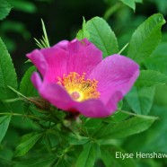Swamp Rose (Rosa palustris)