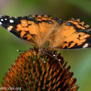 American Lady butterfly (Vanessa virginiensis)