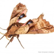 Blinded Sphinx moth (Paonias excaecata)