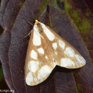 Confused Haploa moth