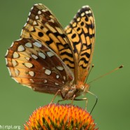 Great Spangled Fritillary butterfly at RTPI