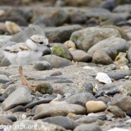 Piping Plover hatchling success