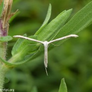 Plain Plume Moth (Hellinsia homodactylus)