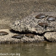 Male Eastern Spiny Softshell Turtles