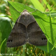 Forage Looper moth (Caenurgina erechtea)