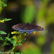 Red-spotted Purple butterfly