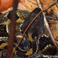 Melanin deposit – Timber Rattlesnake