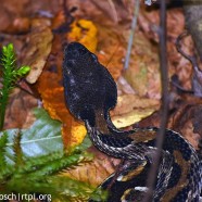 Timber Rattlesnake (Crotalus horridus) leaving den