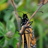 Monarch Migration Report from the Finger Lakes