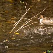 Northern Pintails: male and female