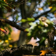 Juvenile Red-shouldered Hawk (Buteo lineatus)