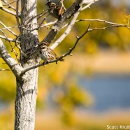 Song and Swamp Sparrows