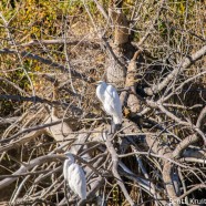 Great Egret roost