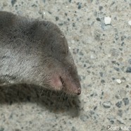 Venomous shrew slaughtered by cat