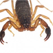 Central American Bark Scorpion (Centruroides margaritatus)