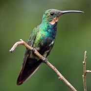 Juvenile male Green-breasted Mangos (Anthracothorax prevostii)